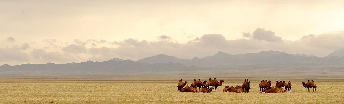 Netnummer: 033 (+97633) - Battsengel, Mongolië